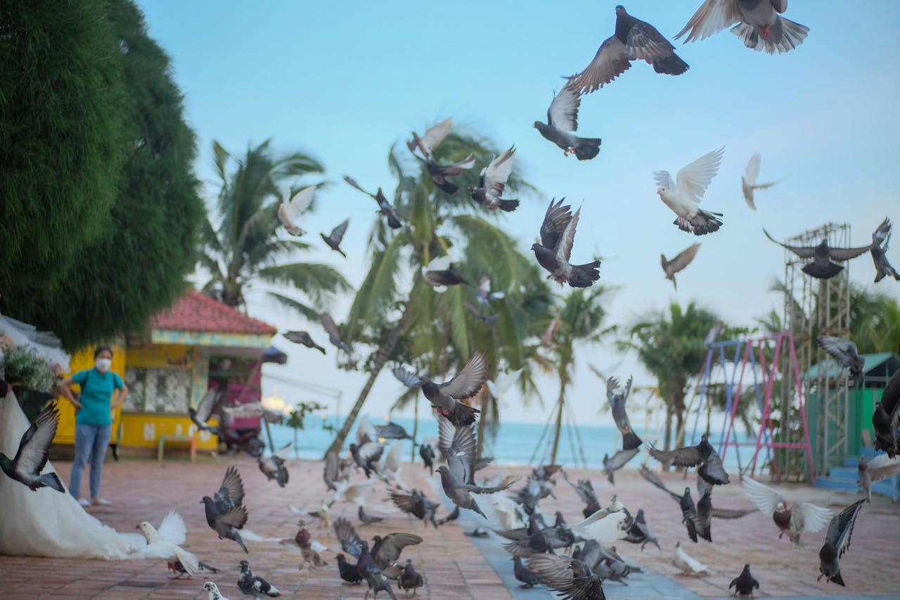 Đường xưa mây trắng | Chương 43