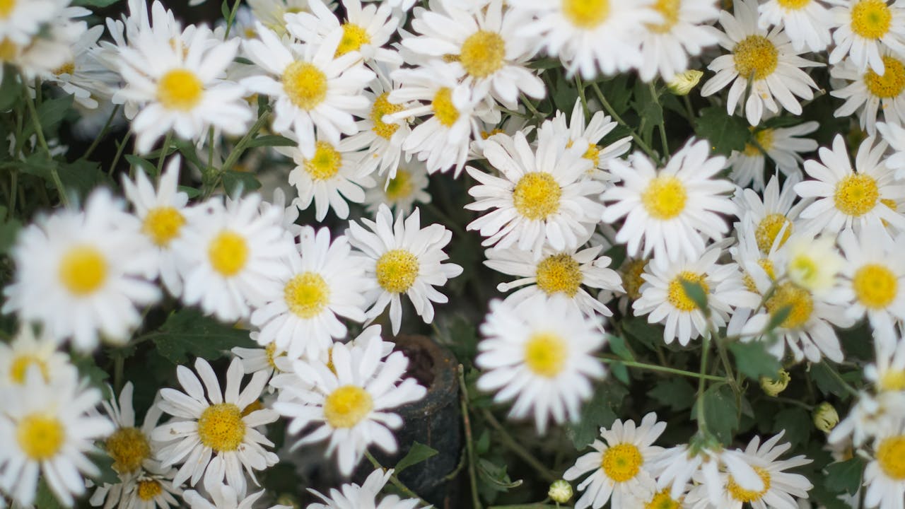 Nghị luận văn học là gì?