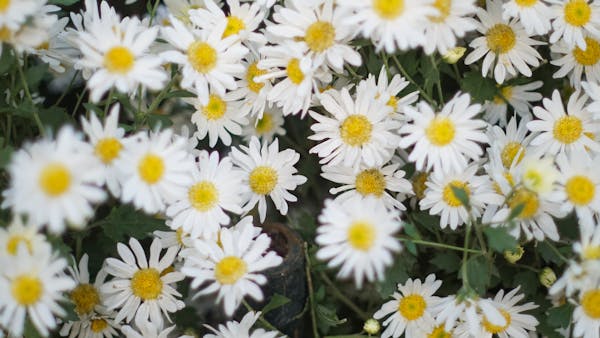 Trung tâm nghiên cứu văn học, phát triển nhà văn Việt Nam