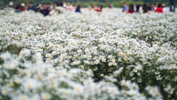 Trung tâm nghiên cứu văn học, phát triển nhà văn Việt Nam