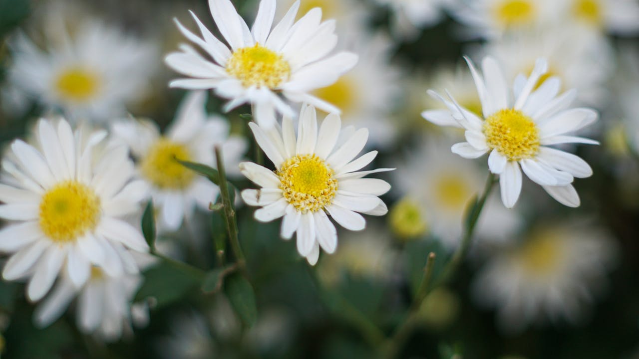 Gieo trồng hạnh phúc | Chương 20