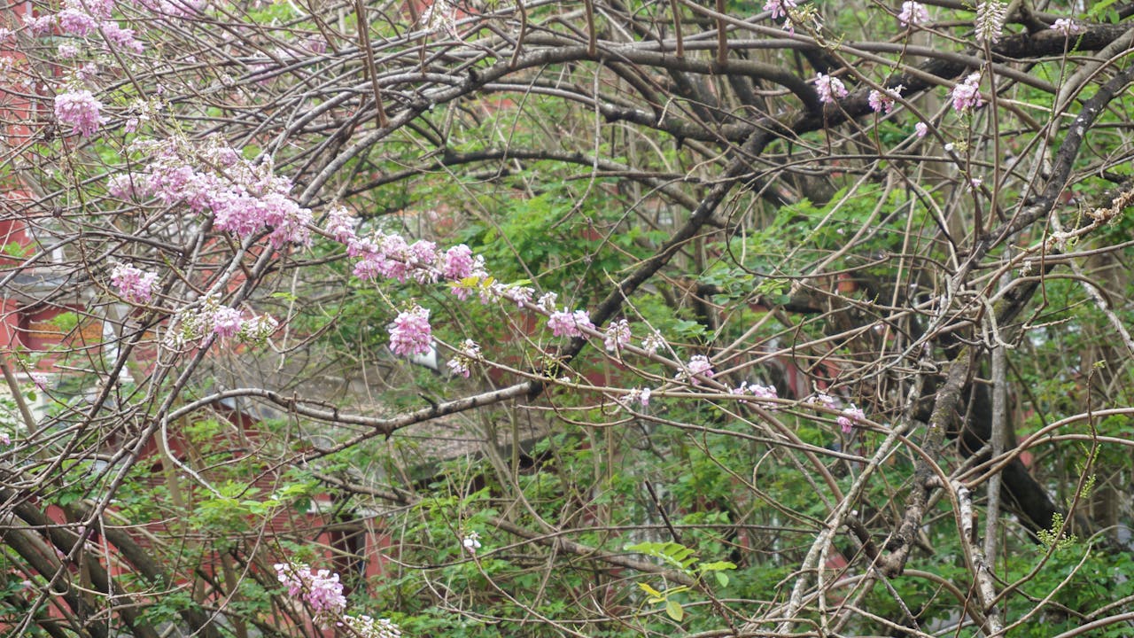 Thám tử lừng danh Conan | Chương 0959