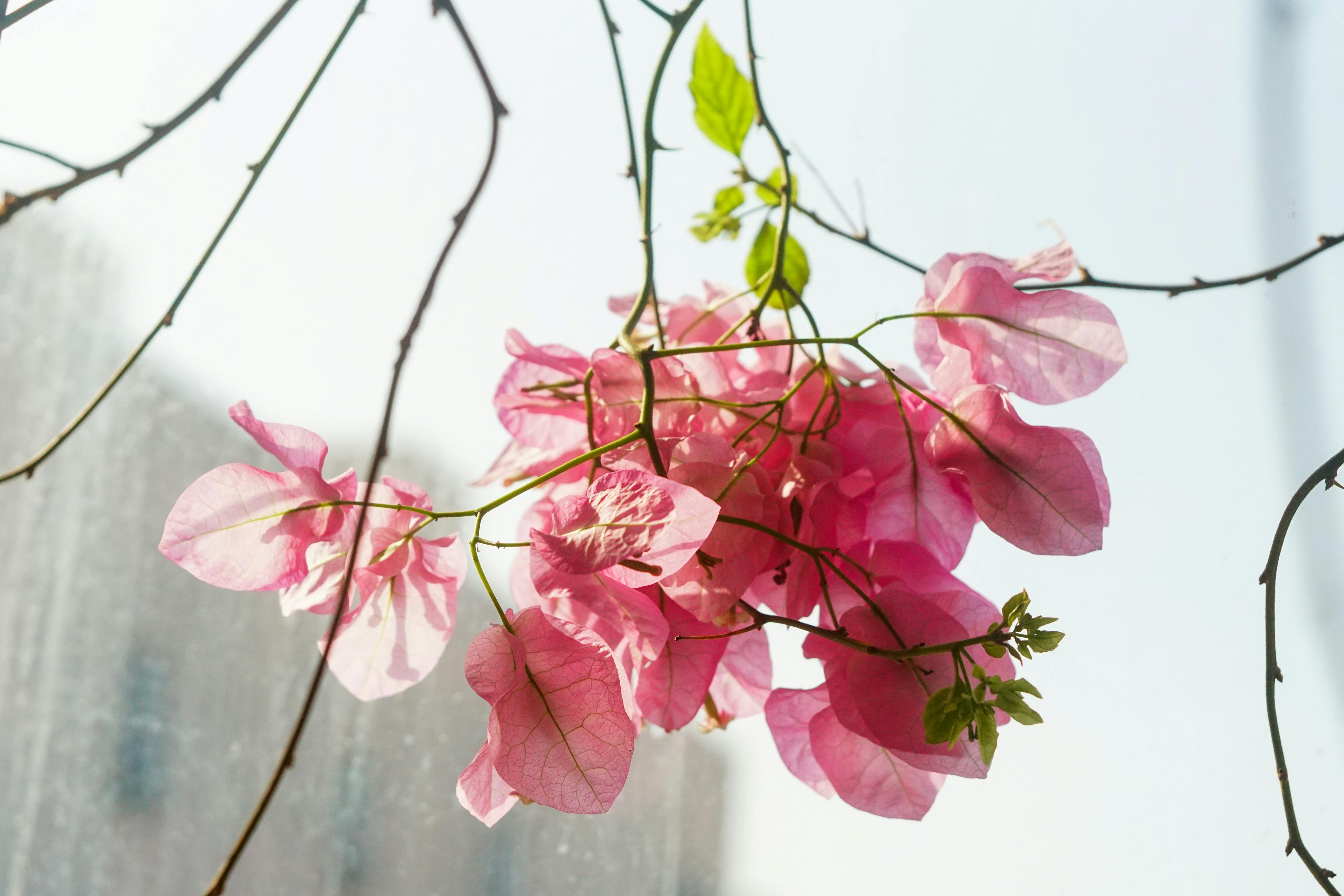 Chim lửa | Chương 18