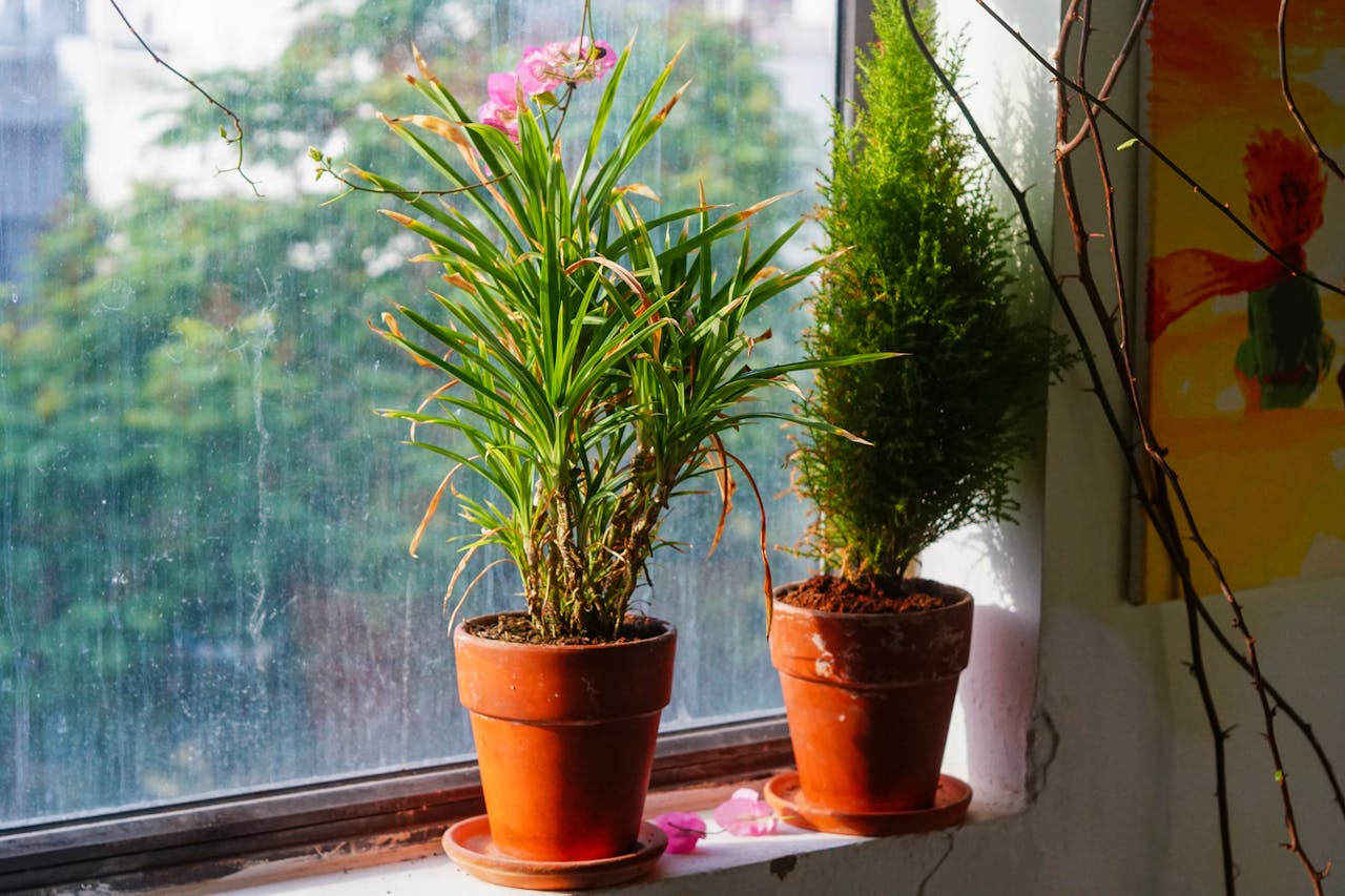 Viết bài văn nghị luận so sánh đánh giá hai tác phẩm truyện Vợ nhặt và Vợ chồng A Phủ