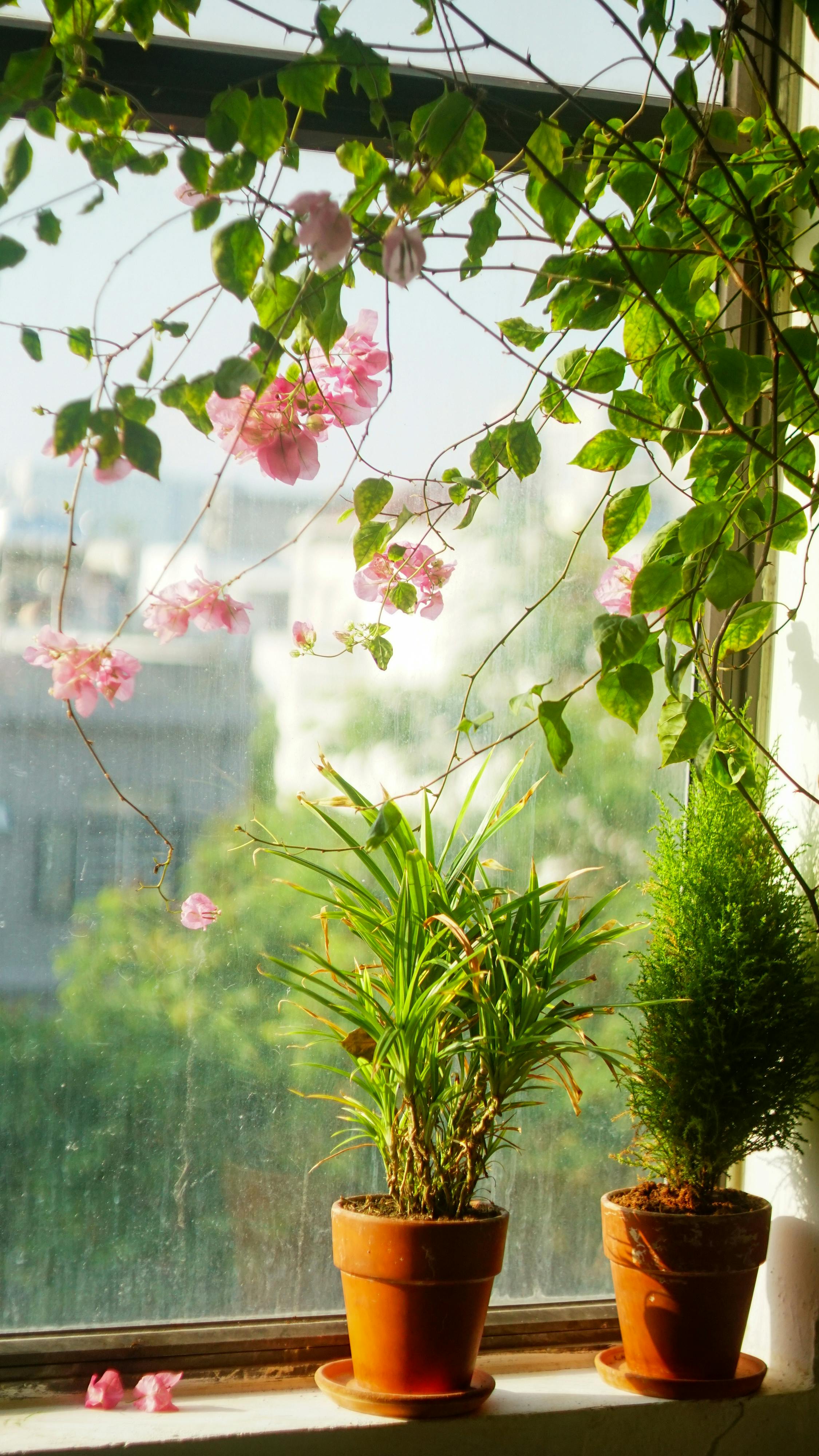 Đường xưa mây trắng | Lời nói đầu