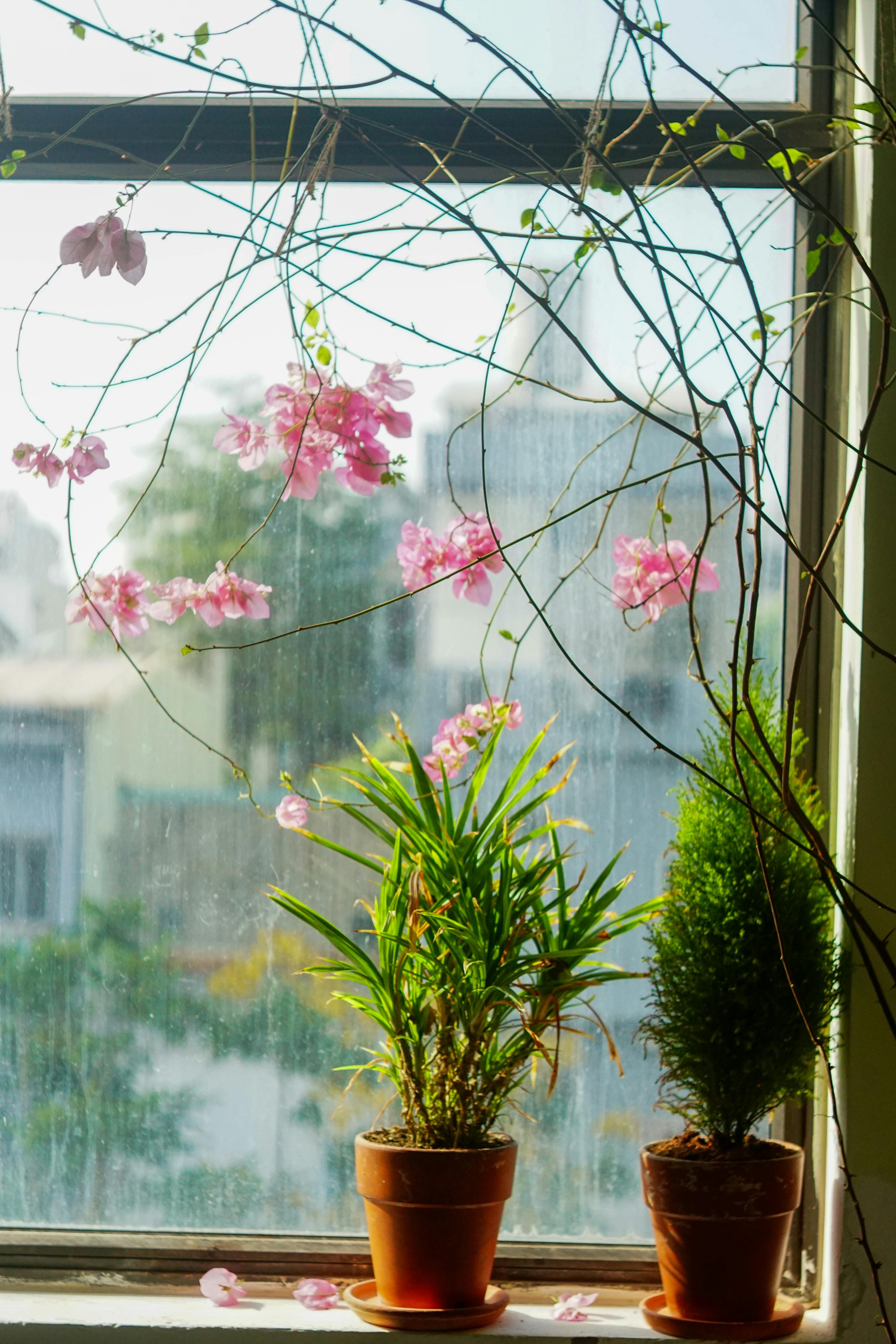 Chim lửa | Chương 15