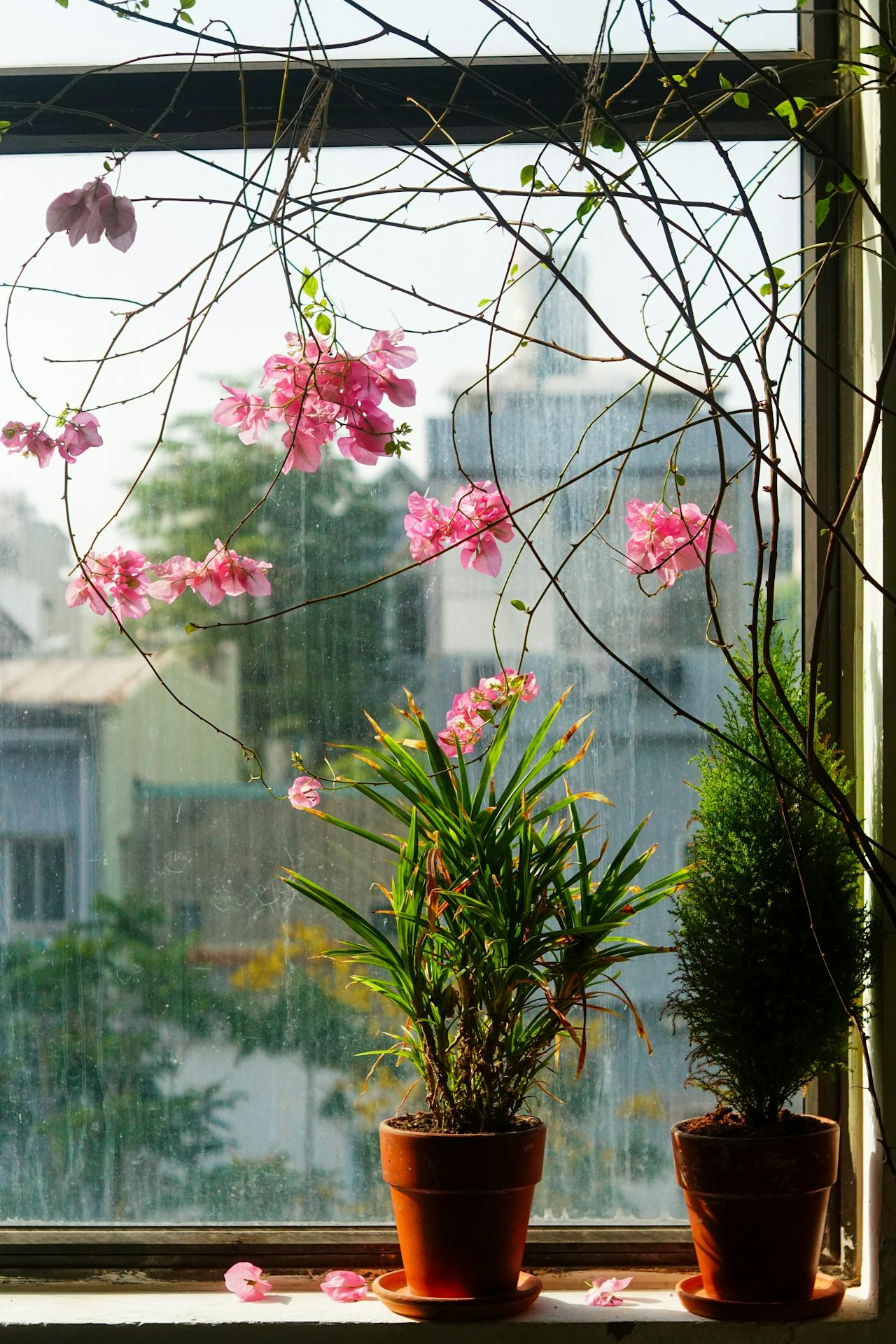 Món quà Giáng Sinh