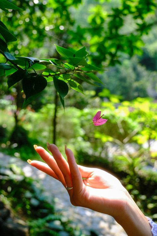 Free A gentle butterfly lands on a hand amidst a sunlit green garden in Da Nang, Vietnam. Stock Photo