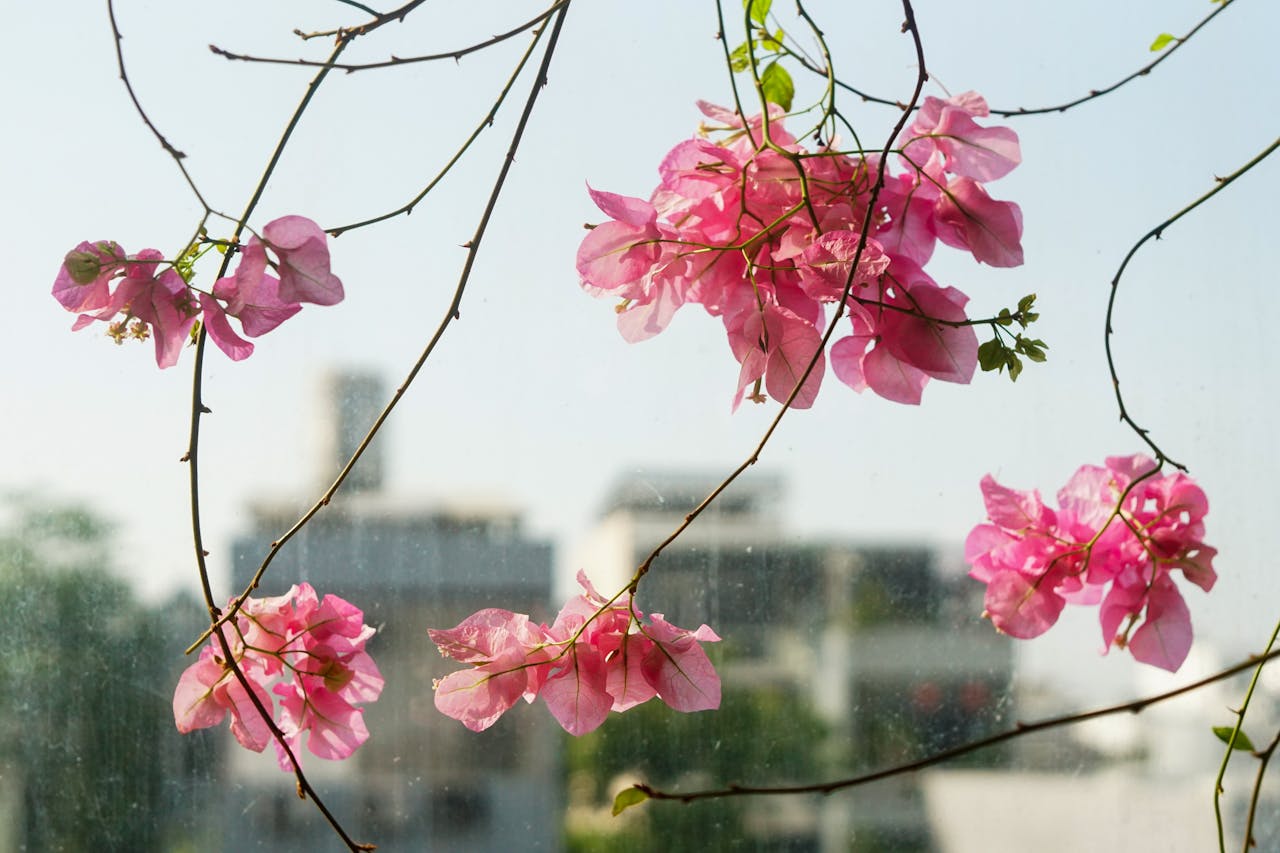 Bây giờ mới thấy