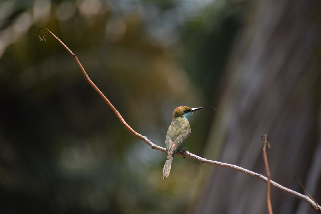 Ingyenes stockfotó bee eater, kék méh evő témában