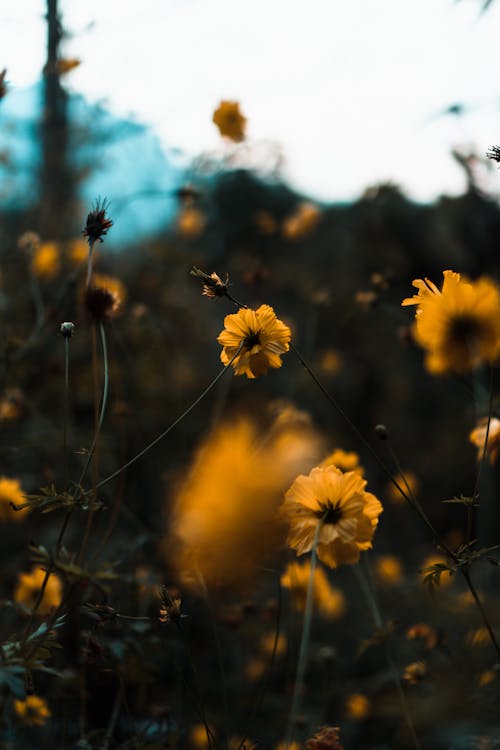 คลังภาพถ่ายฟรี ของ กำลังบาน, ดอกสีเหลือง, ธรรมชาติ