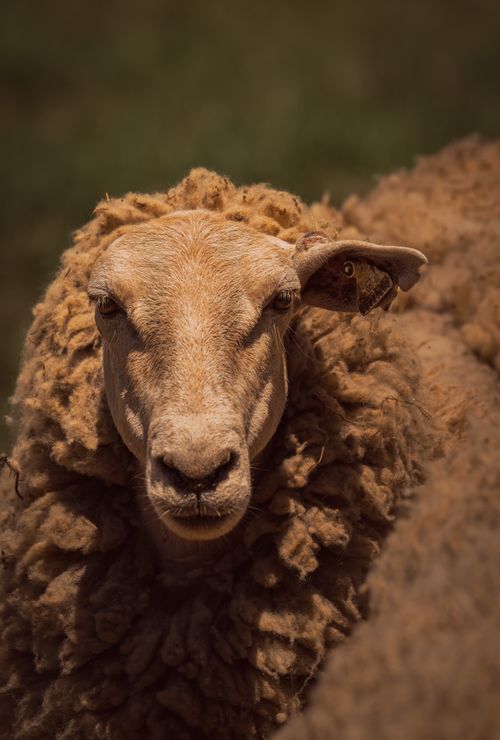 Free Intimate close-up of a woolly sheep in a rural setting at Santa Rosa Beach, Florida. Stock Photo