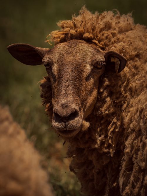 Free A serene image of a brown sheep with curly wool, captured in a peaceful rural setting. Stock Photo