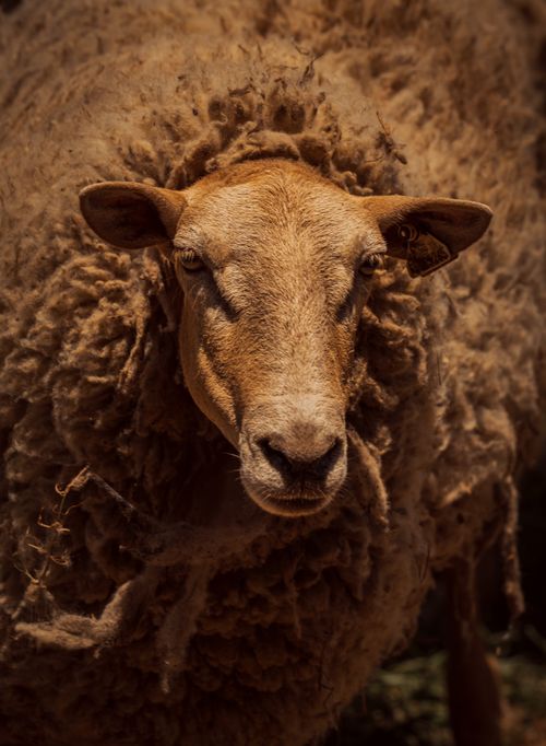 Free A serene close-up portrait of a woolly sheep in the countryside, emphasizing rustic farming charm. Stock Photo