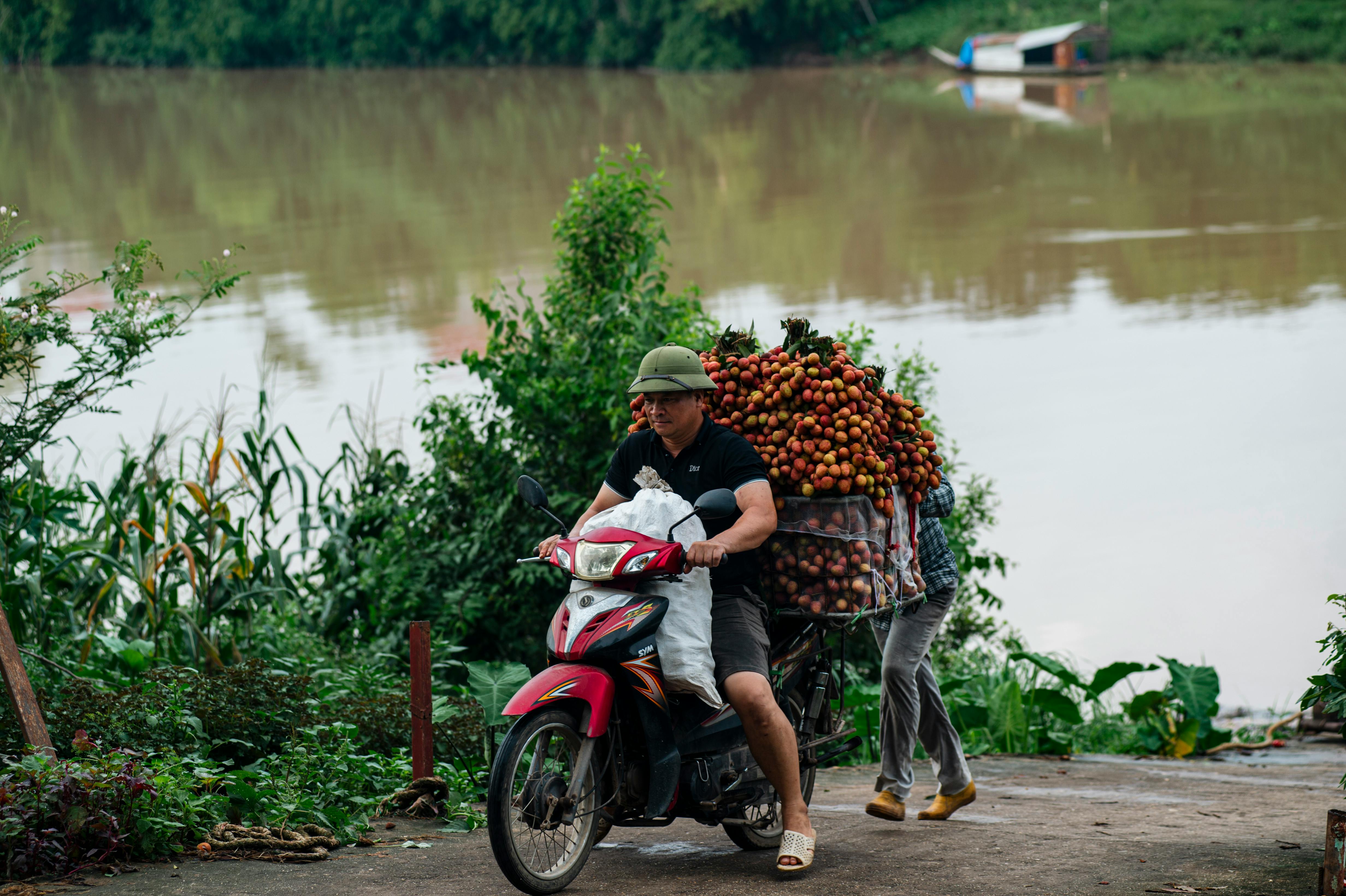 A man transports lychees on a motorcycle near a river in Bac Giang, Vietnam, highlighting local agriculture.