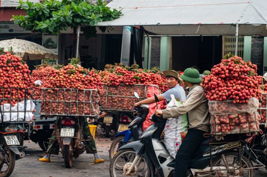 Motorcyclists transport fresh lychees during harvest season in Bac Giang, Vietnam.