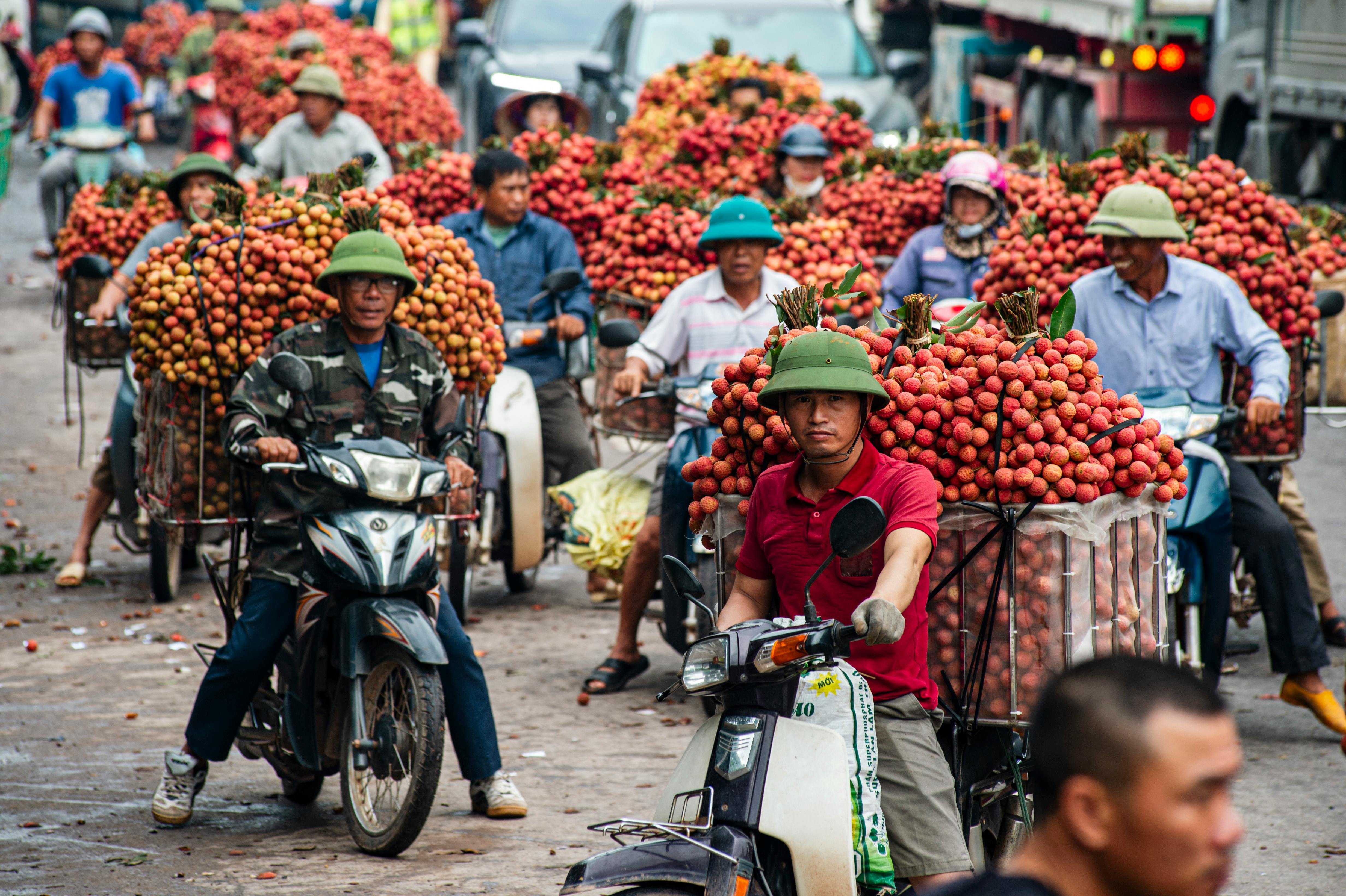 Motorcyclists transporting lychees during harvest season in Bac Giang, Vietnam.