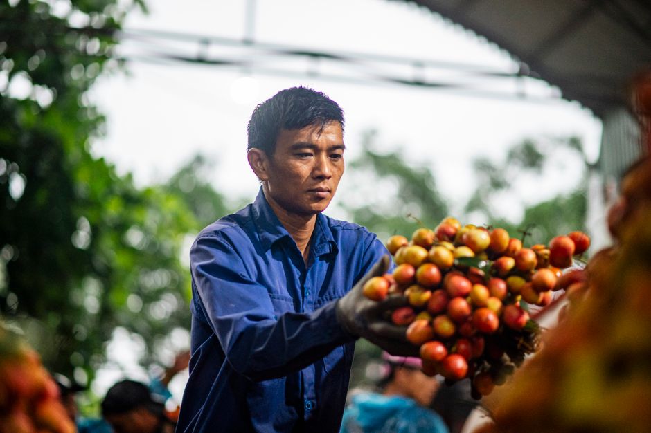 142. Mengunjungi Perkebunan Buah-buahan di Seremban, Negeri Sembilan 142. Mengunjungi Perkebunan Buah-buahan di Seremban, Negeri Sembilan