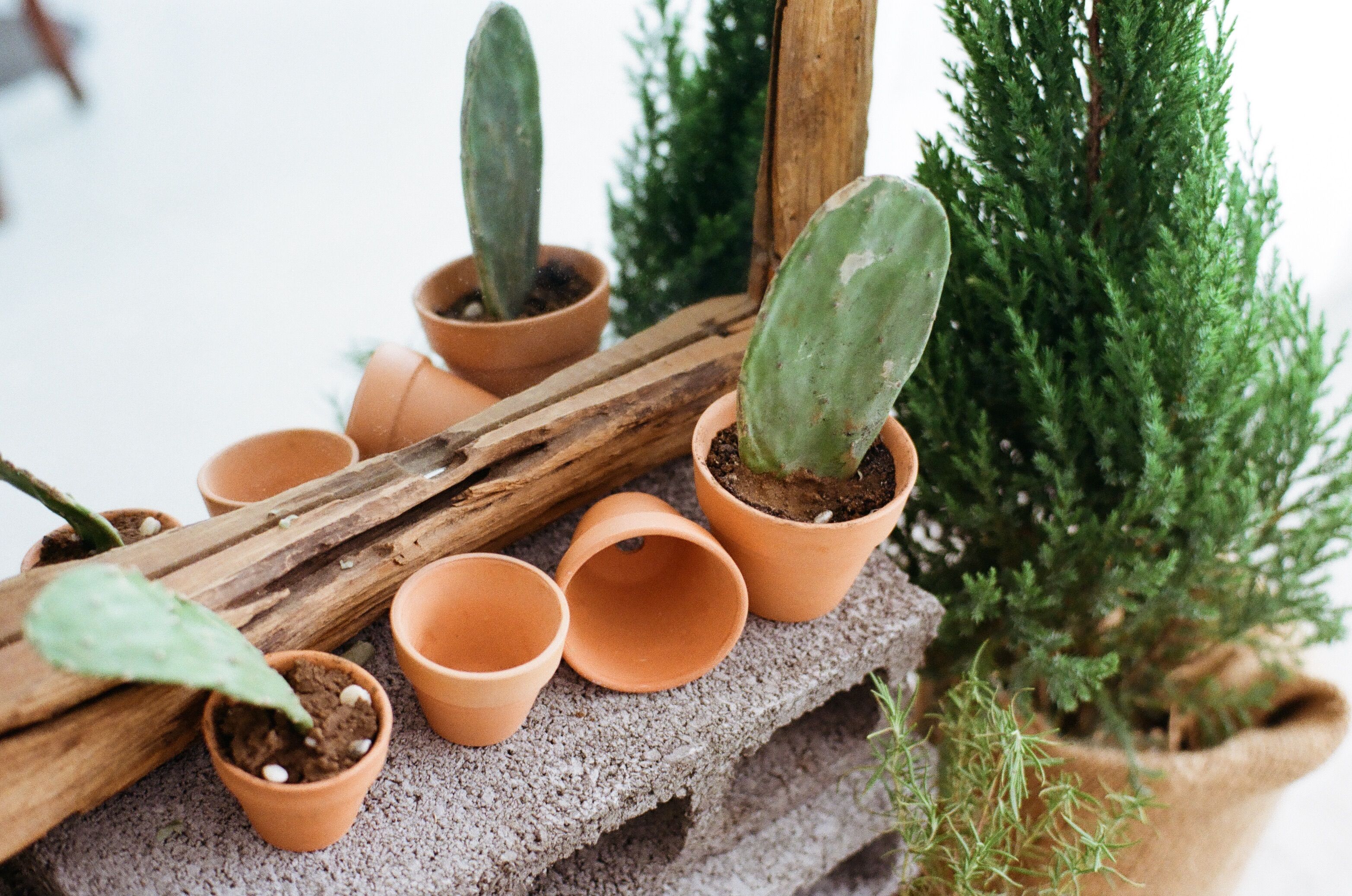 Terracotta Pots