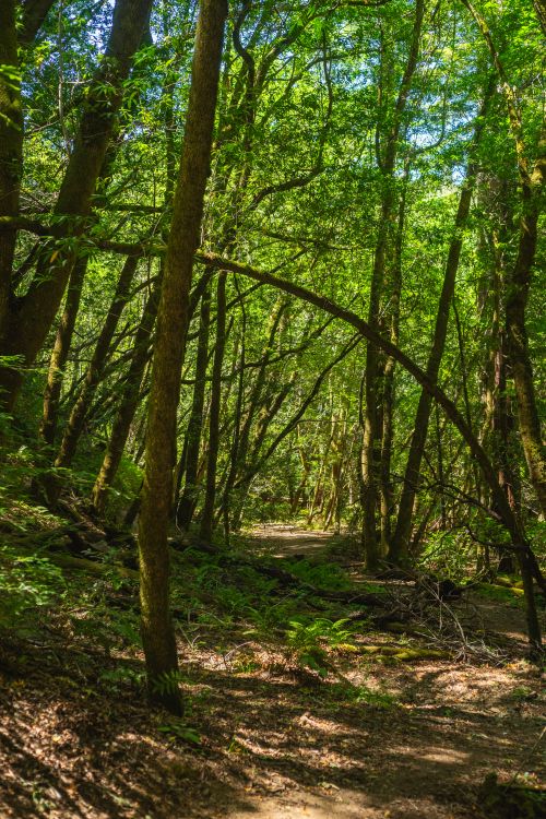 Free Tranquil forest trail surrounded by lush greenery and sunlight filtering through tall trees. Stock Photo
