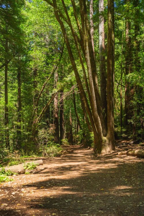 Free Tranquil wooded trail surrounded by tall trees and dappled sunlight. Stock Photo