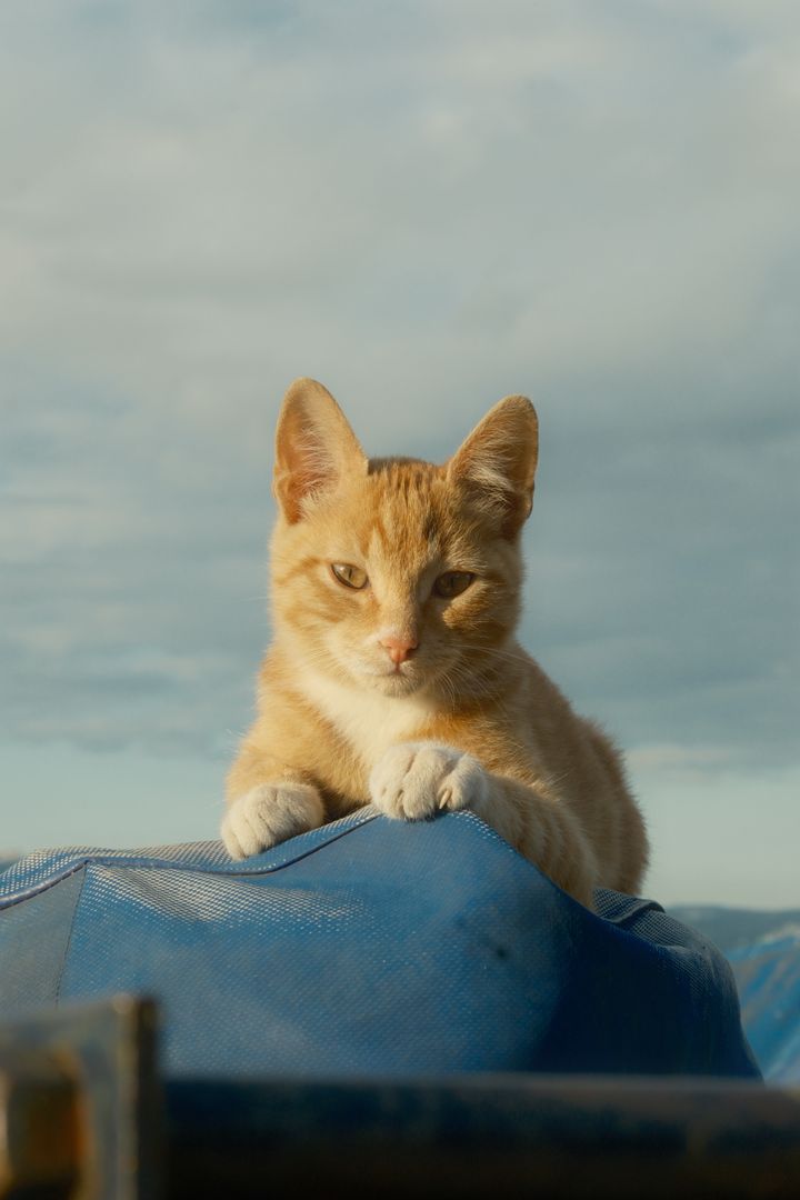 Rooftop Cat, Kocaeli, Türkiye