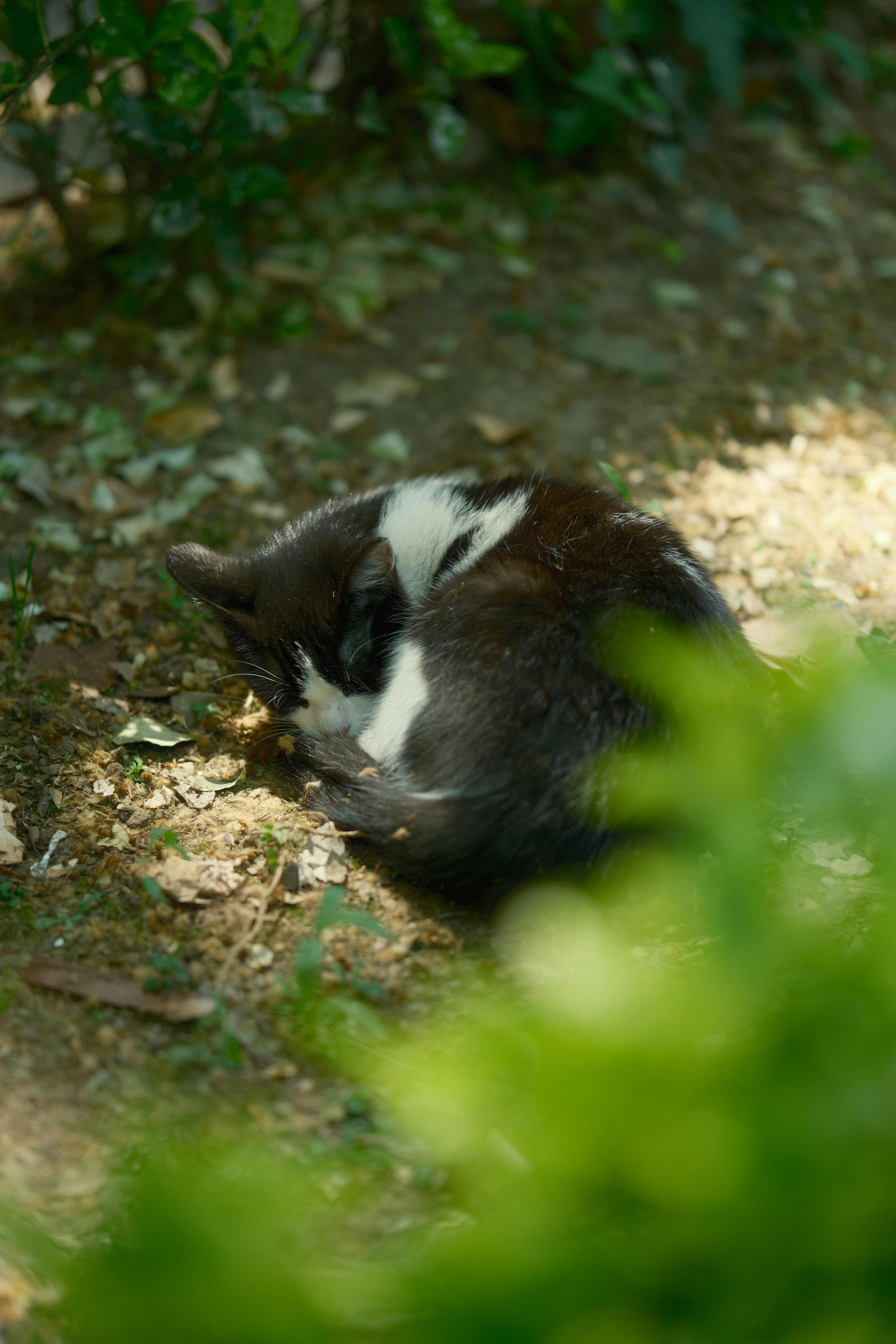 Naked+Cat Photos, Download The BEST Free Naked+Cat Stock Photos & HD Images