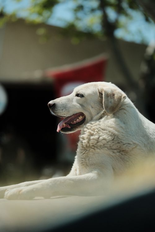Free White dog resting in shade outdoors on a warm summer day, Turkish flag in background. Stock Photo