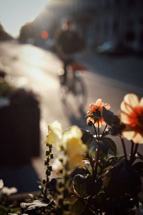 Free Blurry cyclist in urban setting with foreground flowers in warm sunlight. Stock Photo