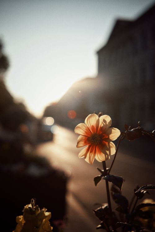 Free Beautiful flower in focus with a sunset backdrop on a city street. Stock Photo