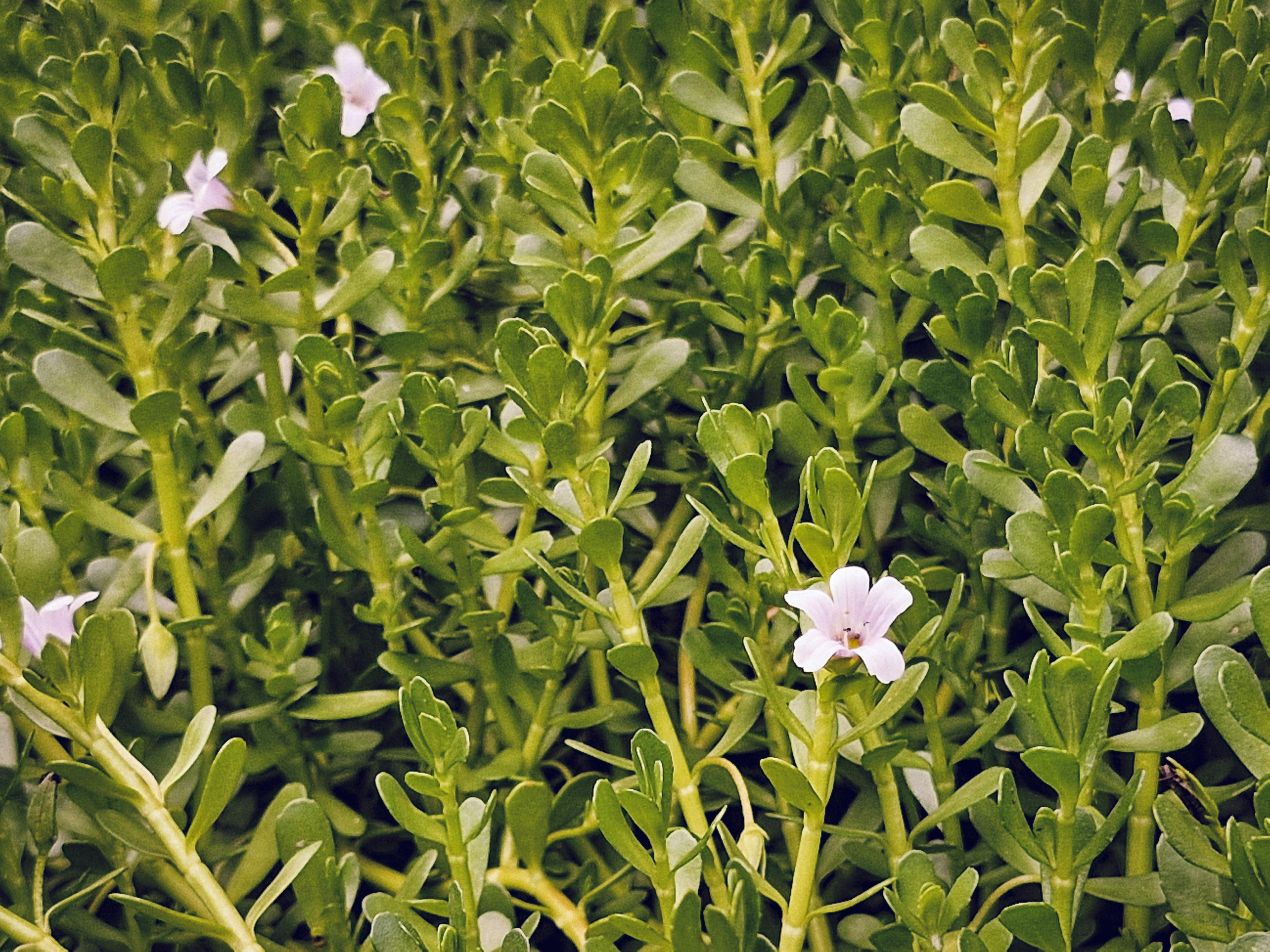 Fresh bacopa monnieri (Brahmi) plant with small white flowers growing in wetland conditions