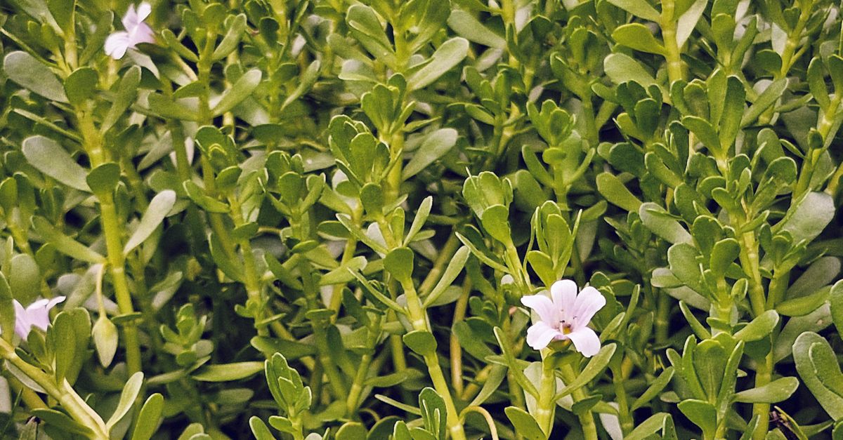 Vibrant Bacopa plant with small white flowers. Ideal for gardens and wellness themes. - Evidence evidence guide for Bacopa Cognition Randomized Trial: What the Evidence Says