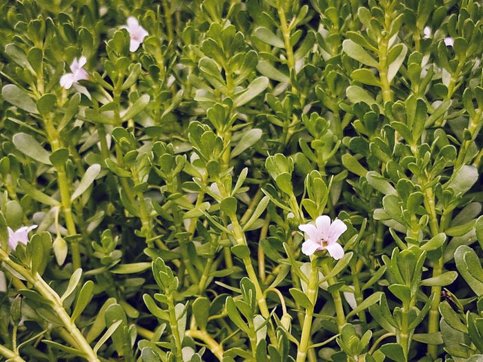 Bacopa monnieri (Brahmi) plant