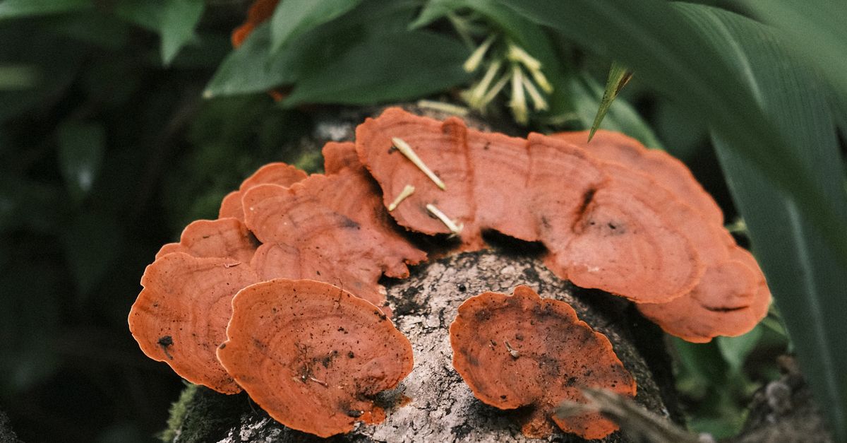 Homgos Rojos Hongos De Color Rojo Brillante En Un Tronco Forestal · Foto de stock ...