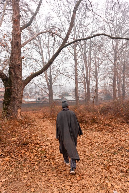 Free An individual walks through a forest path in autumn surrounded by bare trees. Stock Photo