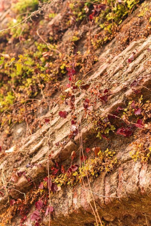 Free Detailed view of colorful autumn leaves on a rocky surface, showcasing autumn's vibrant hues. Stock Photo