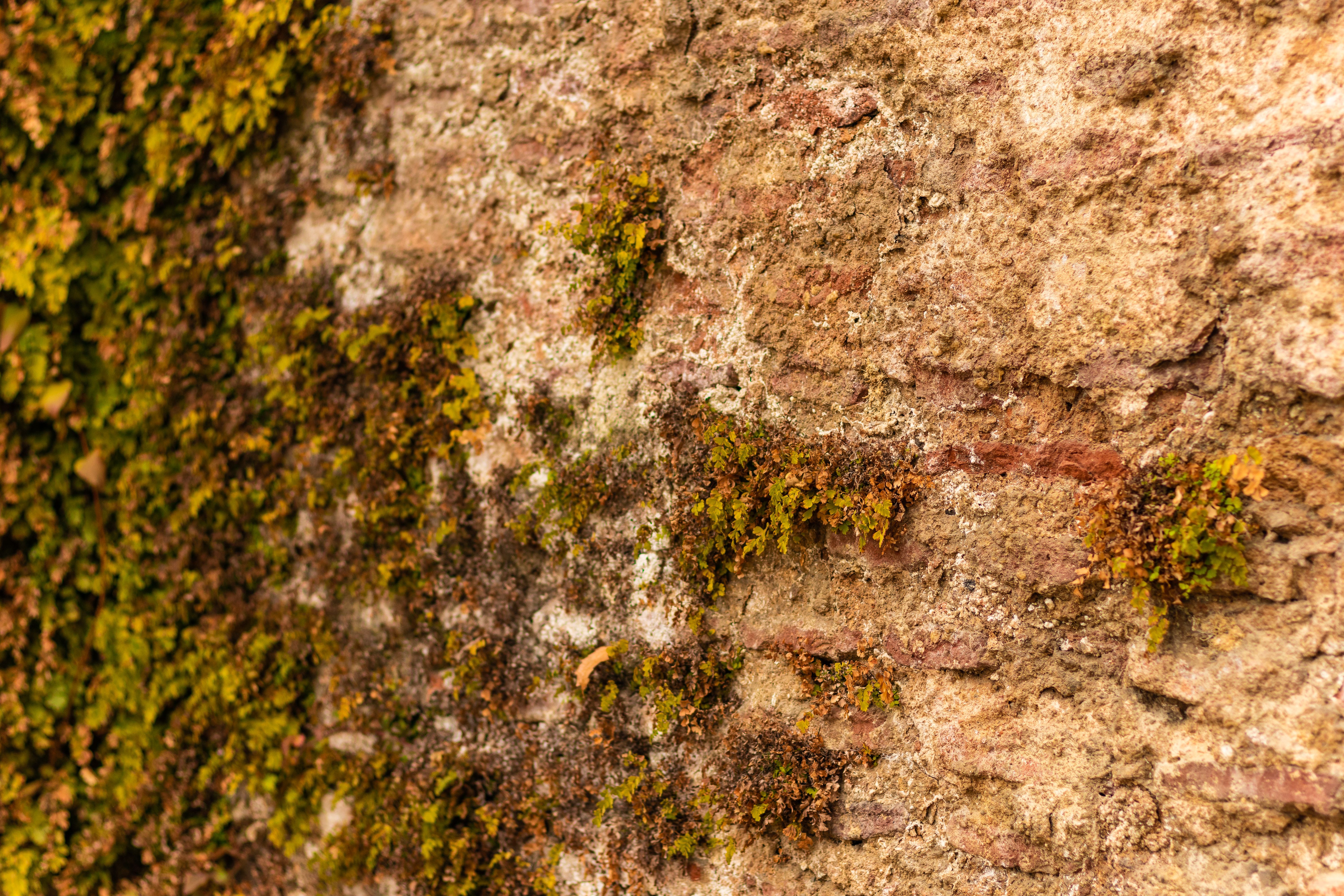 When to Schedule a Mold Inspection for Your Las Vegas Property: Key Indicators and Timing Tips — image by Mysara Hassan