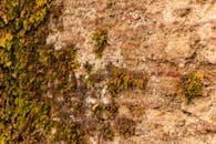 Close-up of Moss Growing on Historic Stone Wall