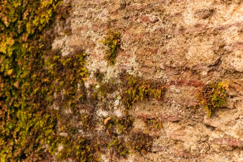 Free Detailed view of moss-covered ancient stone wall in warm autumn colors. Stock Photo