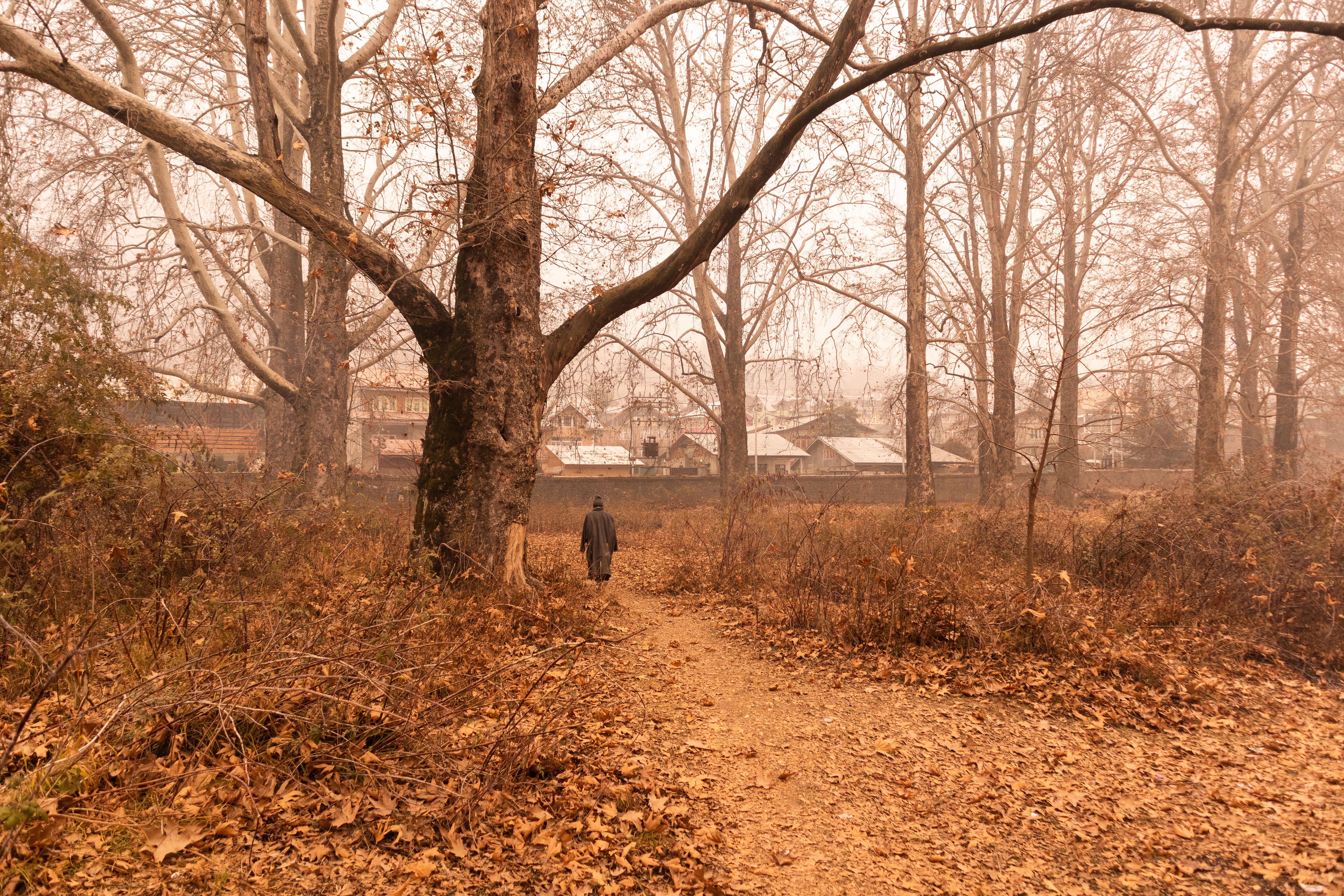 A serene autumn scene with bare trees and fallen leaves in a quaint village setting, exuding tranquil vibes.