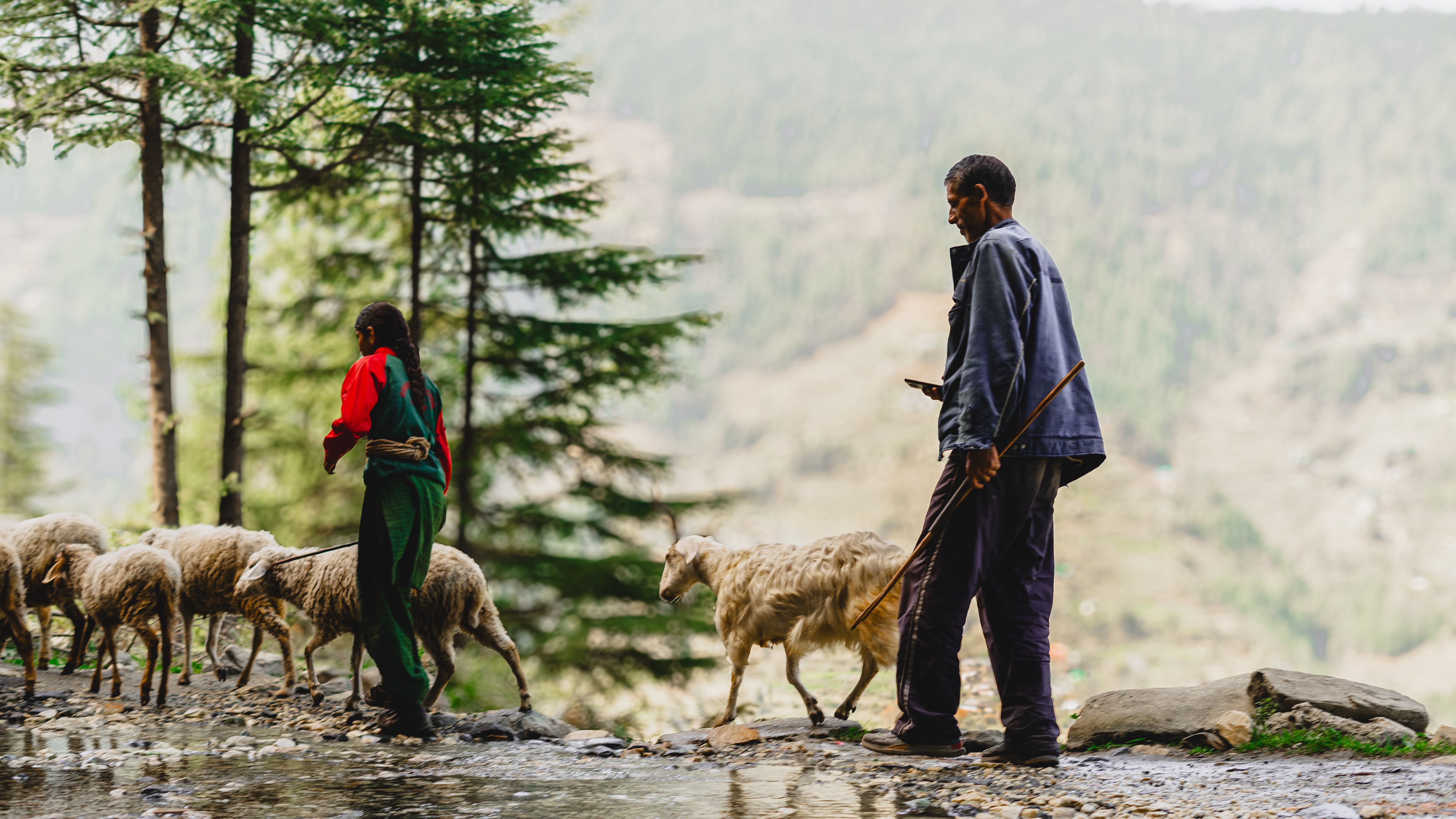 Shepherds Herding Sheep in Mountain Landscape · Free Stock Photo