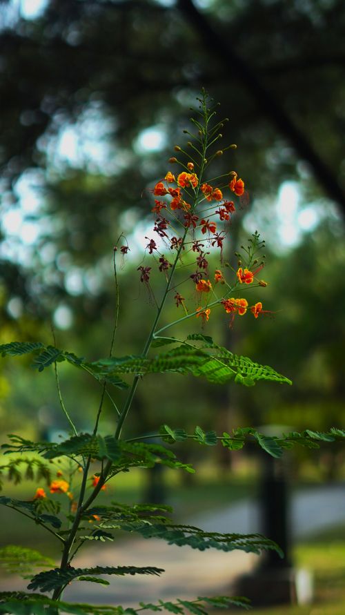 Free Close-up of vibrant orange flowers with lush green foliage in a garden setting. Stock Photo
