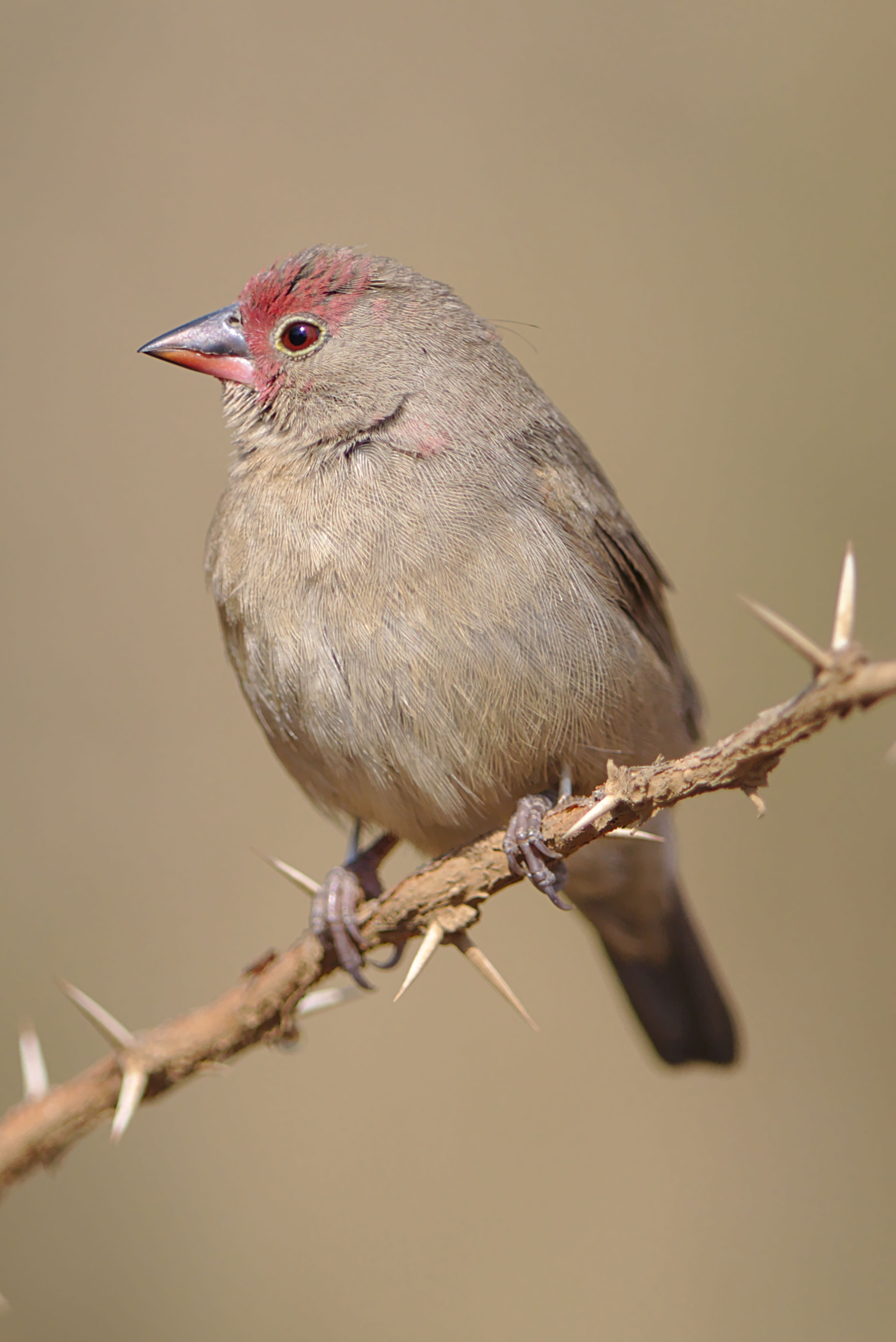 Red-billed firefinch (Lagonosticta senegala) perched on a thorny branch in Pilanesberg, South Africa.