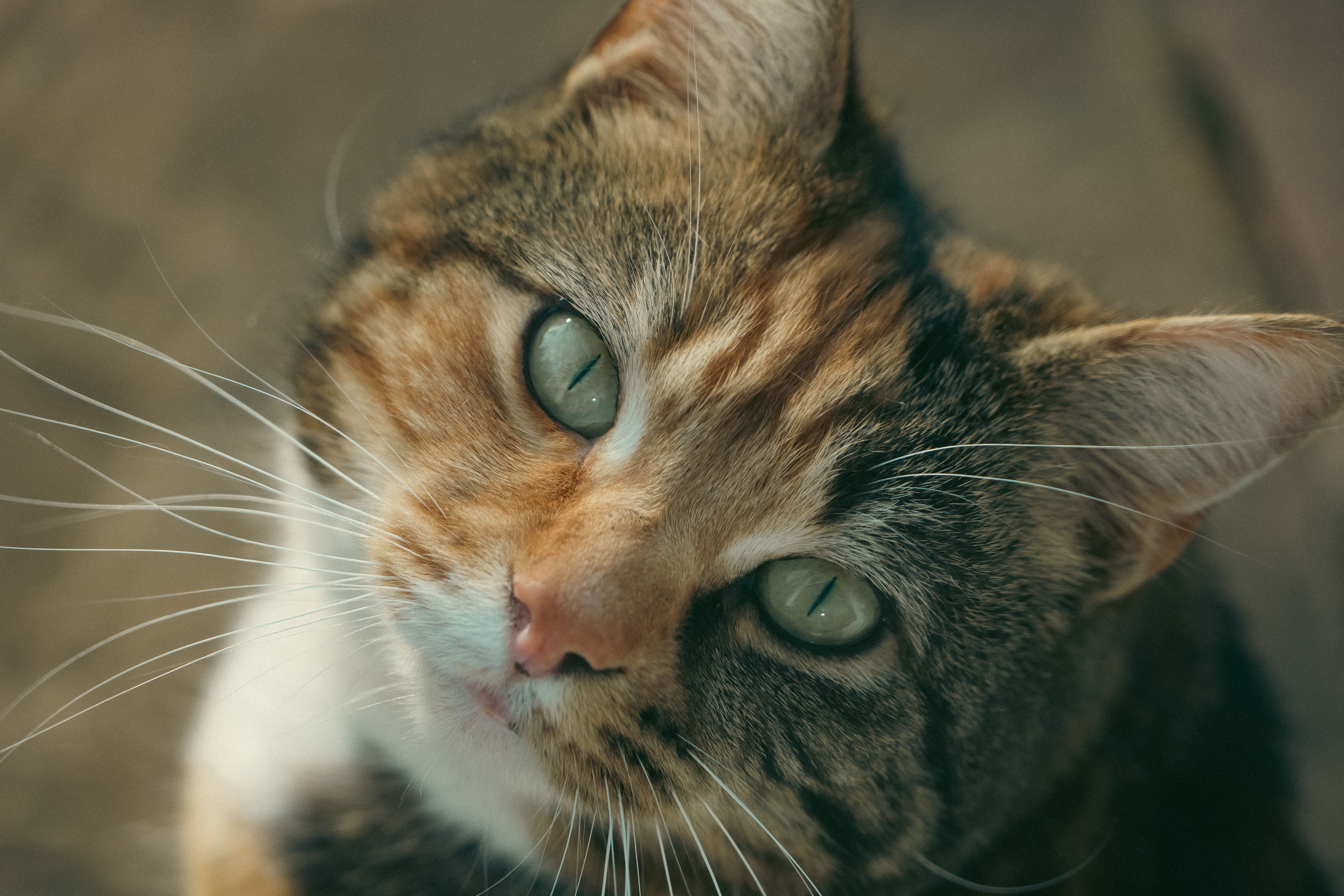 Veterinarian examining a cat during a checkup