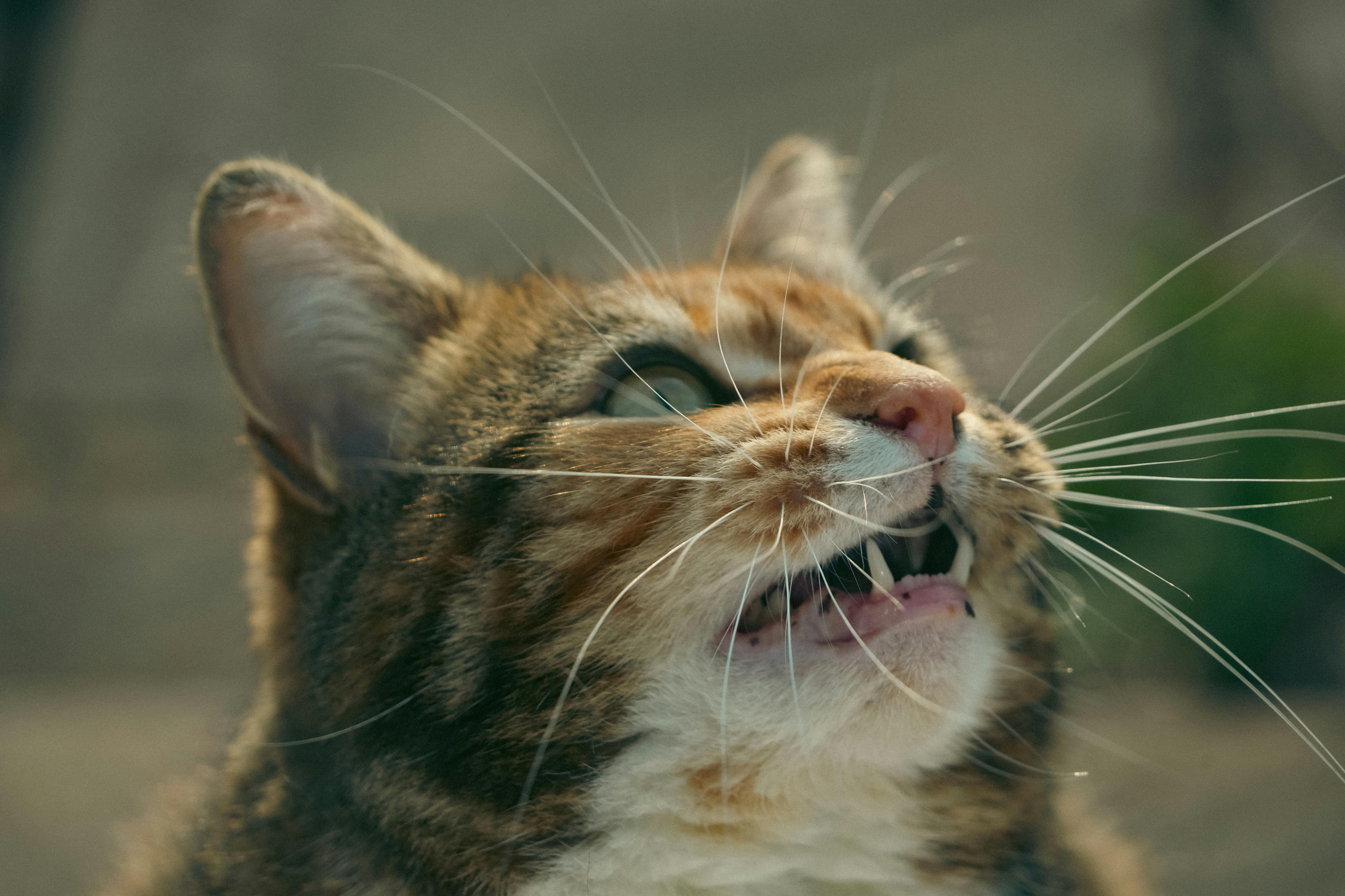 Cat Vocalizations Decoded: What Meows, Chirps, and Hisses Mean