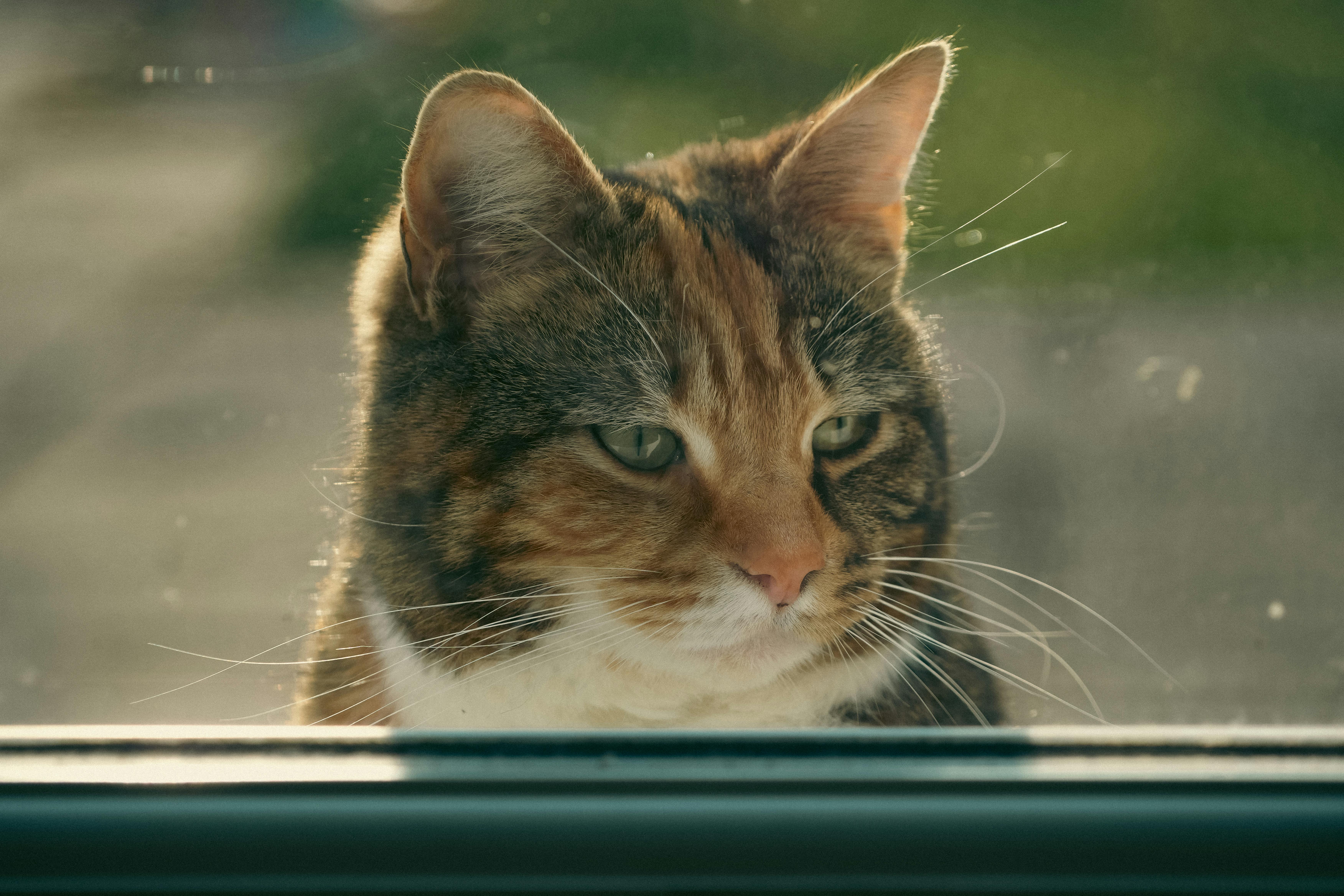 Close-up of a tabby cat with a moody expression, captured during golden hour.
