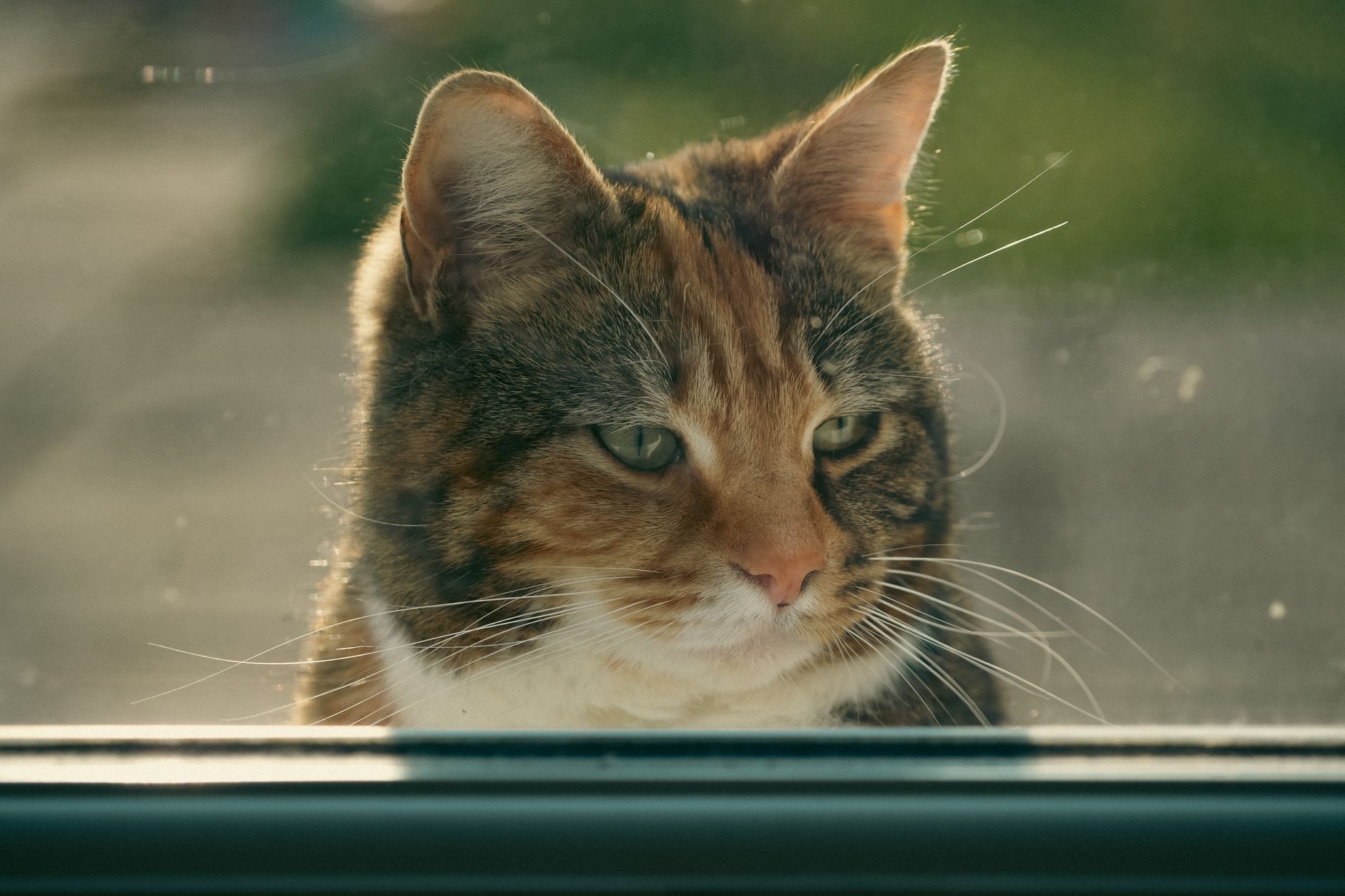 Close-up of a tabby cat with a moody expression, captured during golden hour.