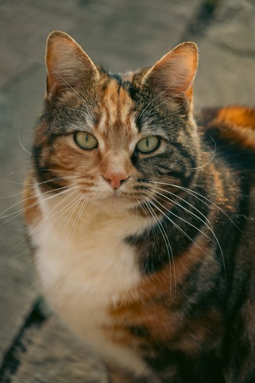 Free Close-up portrait of a calico cat with striking green eyes, captured in warm golden hour light. Stock Photo