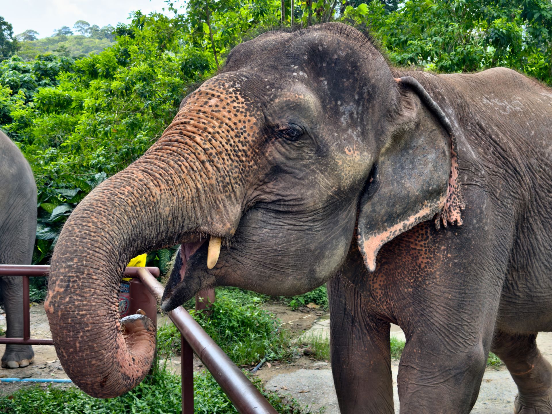 Captivating image of an Asian elephant in a lush Thai sanctuary setting.
