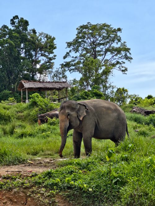 Free A serene image of an Asian elephant roaming a lush, green sanctuary, exuding peace. Stock Photo